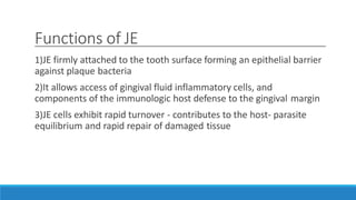 Functions of JE
1)JE firmly attached to the tooth surface forming an epithelial barrier
against plaque bacteria
2)It allows access of gingival fluid inflammatory cells, and
components of the immunologic host defense to the gingival margin
3)JE cells exhibit rapid turnover - contributes to the host- parasite
equilibrium and rapid repair of damaged tissue
 