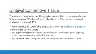 Gingival Connective Tissue
The major components of the gingiva connective tissue are collagen
fibres – approx 60% by volume , fibroblasts – 5% , vessels , nerves ,
and matrix – about 35%
The connective tissue of the gingiva is known as the lamina propria
and consists of two layers :
◦ 1) a papillary layer subjacent to the epithelium , which consists of papillary
projections between the epithelial rete pegs
◦ 2) a reticular layer contiguous with the periosteum of the alveolar bone
 
