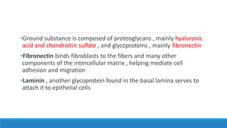 •Ground substance is composed of proteoglycans , mainly hyaluronic
acid and chondroitin sulfate , and glycoproteins , mainly fibronectin
•Fibronectin binds fibroblasts to the fibers and many other
components of the intercellular matrix , helping mediate cell
adhesion and migration
•Laminin , another glycoprotein found in the basal lamina serves to
attach it to epithelial cells
 