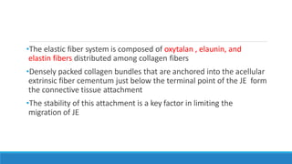 •The elastic fiber system is composed of oxytalan , elaunin, and
elastin fibers distributed among collagen fibers
•Densely packed collagen bundles that are anchored into the acellular
extrinsic fiber cementum just below the terminal point of the JE form
the connective tissue attachment
•The stability of this attachment is a key factor in limiting the
migration of JE
 