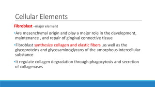 Cellular Elements
Fibroblast –majorelement
•Are mesenchymal origin and play a major role in the development,
maintenance , and repair of gingival connective tissue
•Fibroblast synthesize collagen and elastic fibers ,as well as the
glycoproteins and glycosaminoglycans of the amorphous intercellular
substance
•It regulate collagen degradation through phagocytosis and secretion
of collagenases
 
