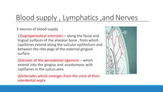 Blood supply , Lymphatics ,and Nerves
3 sources of blood supply
1)Supraperiosteal arterioles – along the facial and
lingual surfaces of the alveolar bone , from which
capillaries extend along the sulcular epithelium and
between the rete pegs of the external gingival
surface
2)Vessels of the periodontal ligament – which
extend into the gingiva and anastomose with
capillaries in the sulcus area
3)Arterioles which emerges from the crest of their
interdental septa
 