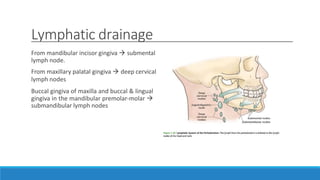 Lymphatic drainage
From mandibular incisor gingiva  submental
lymph node.
From maxillary palatal gingiva  deep cervical
lymph nodes
Buccal gingiva of maxilla and buccal & lingual
gingiva in the mandibular premolar-molar 
submandibular lymph nodes
 