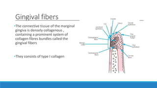 Gingival fibers
•The connective tissue of the marginal
gingiva is densely collagenous ,
containing a prominent system of
collagen fibres bundles called the
gingival fibers
•They consists of type I collagen
 