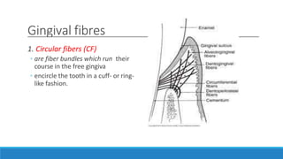 Gingival fibres
1. Circular fibers (CF)
◦ are fiber bundles which run their
course in the free gingiva
◦ encircle the tooth in a cuff- or ring-
like fashion.
 