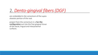 2. Dento-gingival fibers (DGF)
are embedded in the cementum of the supra-
alveolar portion of the root
project from the cementum in a fan-like
configuration out into the free gingival tissue
of the facial, lingual and interproximal
surfaces.
 