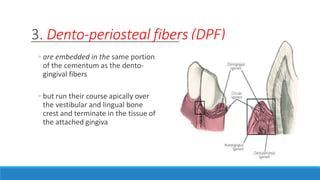 3. Dento-periosteal fibers (DPF)
◦ are embedded in the same portion
of the cementum as the dento-
gingival fibers
◦ but run their course apically over
the vestibular and lingual bone
crest and terminate in the tissue of
the attached gingiva
 