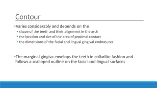 Contour
•Varies considerably and depends on the
• shape of the teeth and their alignment in the arch
• the location and size of the area of proximal contact
• the dimensions of the facial and lingual gingival embrasures
•The marginal gingiva envelops the teeth in collarlike fashion and
follows a scalloped outline on the facial and lingual surfaces
 