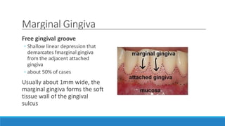 Marginal Gingiva
Free gingival groove
◦ Shallow linear depression that
demarcates fmarginal gingiva
from the adjacent attached
gingiva
◦ about 50% of cases
Usually about 1mm wide, the
marginal gingiva forms the soft
tissue wall of the gingival
sulcus
 