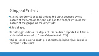 Gingival Sulcus
•Is a shallow crevice or space around the tooth bounded by the
surface of the tooth on the one side and the epithelium lining the
surface of the gingiva on the other side
•It is V shaped
•In histologic sections the depth of this has been reported as 1.8 mm,
with variation from 0 to 6 mm(Orban B et al,1924)
•The so-called probing depth of a clinically normal gingival sulcus in
humans is 2 to 3 mm
 