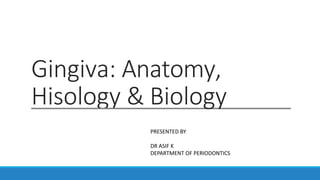 Gingiva: Anatomy,
Hisology & Biology
PRESENTED BY
DR ASIF K
DEPARTMENT OF PERIODONTICS
 