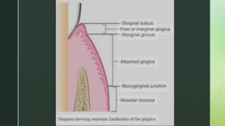 Clincial Features Gingiva.pptx Clincial features of gingiva | PPTX