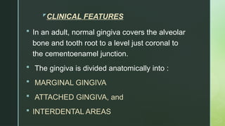 Clincial Features Gingiva.pptx Clincial features of gingiva | PPTX