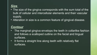 Clincial Features Gingiva.pptx Clincial features of gingiva | PPTX