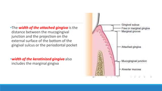 •The width of the attached gingiva is the
distance between the mucogingival
junction and the projection on the
external surface of the bottom of the
gingival sulcus or the periodontal pocket
•width of the keratinized gingiva also
includes the marginal gingiva
 