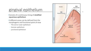 gingival epithelium
•Consists of a continuous lining of stratified
squamous epithelium
•3 different areas can be defined from the
morphogenic and functional point of view
◦ The oral or outer epithelium
◦ Sulcular epithelium
◦ junctional epithelium
 