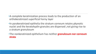 •A complete keratinization process leads to the production of an
orthokeratinized superficial horny layer
•In parakeratinized epithelia the stratum corneum retains pkynotic
nuclei and the keratohyalin granules are dispersed ,not giving rise to
a stratum granulosum
•The nonkeratinized epithelium has neither granulosum nor corneum
strata
 