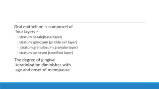 Oral epithelium is composed of
four layers –
◦ stratum basale(basal layer)
◦ stratum spinosum (prickle cell layer)
◦ stratum granulosum (granular layer)
◦ stratum corneum (cornified layer)
The degree of gingival
keratinization diminishes with
age and onset of menopause
 