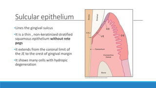 Sulcular epithelium
•Lines the gingival sulcus
•It is a thin , non-keratinized stratified
squamous epithelium without rete
pegs
•it extends from the coronal limit of
the JE to the crest of gingival margin
•It shows many cells with hydropic
degeneration
 