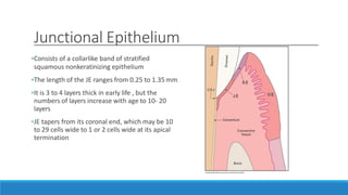 Junctional Epithelium
•Consists of a collarlike band of stratified
squamous nonkeratinizing epithelium
•The length of the JE ranges from 0.25 to 1.35 mm
•It is 3 to 4 layers thick in early life , but the
numbers of layers increase with age to 10- 20
layers
•JE tapers from its coronal end, which may be 10
to 29 cells wide to 1 or 2 cells wide at its apical
termination
 