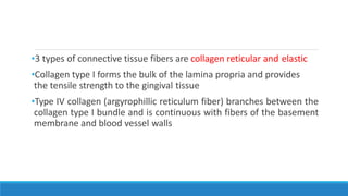 •3 types of connective tissue fibers are collagen reticular and elastic
•Collagen type I forms the bulk of the lamina propria and provides
the tensile strength to the gingival tissue
•Type IV collagen (argyrophillic reticulum fiber) branches between the
collagen type I bundle and is continuous with fibers of the basement
membrane and blood vessel walls
 