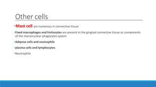 Other cells
•Mast cell are numerous in connective tissue
•Fixed macrophages and histiocytes are present in the gingival connective tissue as components
of the mononuclear phagocytes system
•Adipose cells and eosinophils
•plasma cells and lymphocytes
•Neutrophils
 