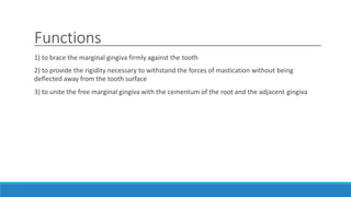 Functions
1) to brace the marginal gingiva firmly against the tooth
2) to provide the rigidity necessary to withstand the forces of mastication without being
deflected away from the tooth surface
3) to unite the free marginal gingiva with the cementum of the root and the adjacent gingiva
 