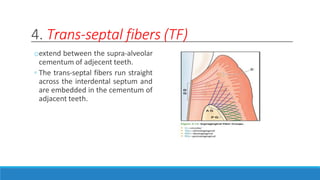 4. Trans-septal fibers (TF)
oextend between the supra-alveolar
cementum of adjecent teeth.
◦ The trans-septal fibers run straight
across the interdental septum and
are embedded in the cementum of
adjacent teeth.
 