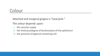 Colour
Attached and marginal gingiva is “coral pink ˮ
The colour depends upon:
i. the vascular supply
ii. the thickness/degree of keratinization of the epithelium
iii. the presence of pigment containing cell
 