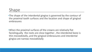 Shape
•The shape of the interdental gingiva is governed by the contour of
the proximal tooth surfaces and the location and shape of gingival
embrasures
•When the proximal surfaces of the crowns are relatively flat
faciolingually the roots are close together , the interdental bone is
thin mesiodistally ,and the gingival embrassures and interdental
gingiva are narrow mesiodistally
 