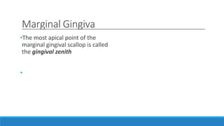 Marginal Gingiva
•The most apical point of the
marginal gingival scallop is called
the gingival zenith
•
 