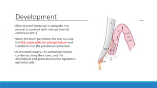 Development
•After enamel formation is complete, the
enamel is covered with reduced enamel
epithelium (REE)
•When the tooth penetrates the oral mucosa,
the REE unites with the oral epithelium and
transforms into the junctional epithelium
•As the tooth erupts, this united epithelium
condenses along the crown, and the
ameloblasts and gradually become squamous
epithelial cells
 