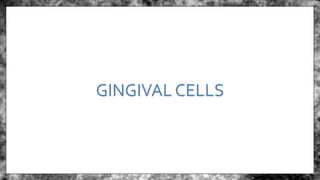 GINGIVAL CELLS
 