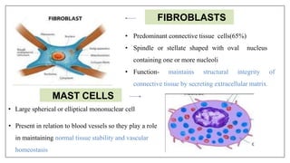 • Predominant connective tissue cells(65%)
• Spindle or stellate shaped with oval nucleus
containing one or more nucleoli
• Function- maintains structural integrity of
connective tissue by secreting extracellular matrix.
FIBROBLASTS
MAST CELLS
• Large spherical or elliptical mononuclear cell
• Present in relation to blood vessels so they play a role
in maintaining normal tissue stability and vascular
homeostasis
 