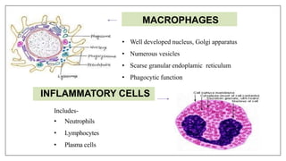 07/12/16
• Well developed nucleus, Golgi apparatus
• Numerous vesicles
• Scarse granular endoplamic reticulum
• Phagocytic function
Includes-
• Neutrophils
• Lymphocytes
• Plasma cells
MACROPHAGES
INFLAMMATORY CELLS
 
