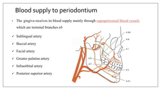 Blood supply to periodontium
• The gingiva receives its blood supply mainly through supraperiosteal blood vessels
which are terminal branches of-
 Sublingual artery
 Buccal artery
 Facial artery
 Greater palatine artery
 Infraorbital artery
 Posterior superior artery
 