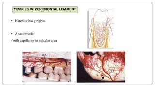 VESSELS OF PERIODONTAL LIGAMENT
• Extends into gingiva.
• Anastomosis:
-With capillaries in sulcular area
 