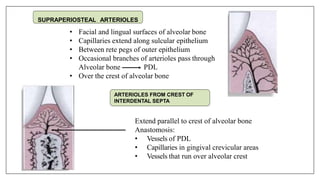 SUPRAPERIOSTEAL ARTERIOLES
• Facial and lingual surfaces of alveolar bone
• Capillaries extend along sulcular epithelium
• Between rete pegs of outer epithelium
• Occasional branches of arterioles pass through
Alveolar bone PDL
• Over the crest of alveolar bone
ARTERIOLES FROM CREST OF
INTERDENTAL SEPTA
Extend parallel to crest of alveolar bone
Anastomosis:
• Vessels of PDL
• Capillaries in gingival crevicular areas
• Vessels that run over alveolar crest
 