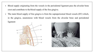 • Blood supply originating from the vessels in the periodontal ligament pass the alveolar bone
crest and contribute to the blood supply of the free gingiva.
• The main blood supply of free gingiva is from the supraperiosteal blood vessels (SV) which,
in the gingiva, anastomose with blood vessels from the alveolar bone and periodontal
ligament.
 