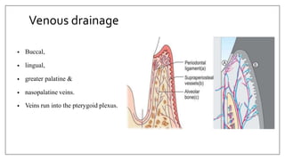Venous drainage
• Buccal,
• lingual,
• greater palatine &
• nasopalatine veins.
• Veins run into the pterygoid plexus.
 