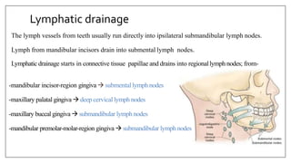 Lymphatic drainage
The lymph vessels from teeth usually run directly into ipsilateral submandibular lymph nodes.
Lymph from mandibular incisors drain into submental lymph nodes.
Lymphatic drainage starts in connective tissue papillae and drains into regionallymph nodes; from-
-mandibular incisor-region gingiva  submentallymph nodes
-maxillary palatal gingiva  deep cervical lymph nodes
-maxillary buccal gingiva  submandibular lymph nodes
-mandibular premolar-molar-region gingiva  submandibular lymph nodes
 