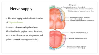 Nerve supply
• The nerve supply is derived from branches
of Trigeminal nerve.
Anumber of nerve endings havebeen
identified in the gingival connective tissue,
such as tactile corpuscles, temperature and
pain receptors (Krause type end bulbs).
 