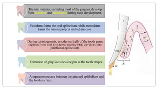 The oral mucosa, including most of the gingiva, develop
from ectoderm and mesoderm during tooth development.
Ectoderm forms the oral epithelium, while mesoderm
forms the lamina propria and sub mucosa.
During odontogenesis, ectodermal cells of the tooth germ
separate from oral ectoderm; and the REE develops into
junctional epithelium.
Formation of gingival sulcus begins as the tooth erupts.
A separation occurs between the attached epithelium and
the tooth surface.
 
