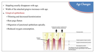  Stippling usually disappears with age.
 Width of the attached gingiva increases with age.
a. Gingival epithelium:
• Thinning and decreased keratinization
• Rete pegs flatten
• Migration of junctional epithelium apically.
• Reduced oxygen consumption.
Age Changes
 