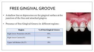 • Ashallow line or depression on the gingival surface at the
junction of the free and attached gingiva.
• Presence of free Gingival Groove in different regions-
Region %of FreeGingival Groove
Right lower Premolars (44,45) 55%
Right lower Canine (43) 54%
Upper left Molars (26,27) 15%
FREE GINGIVAL GROOVE
 