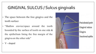 GINGIVAL SULCUS / Sulcus gingivalis
• The space between the free gingiva and the
tooth surface
• “Shallow crevice/space around the tooth
bounded by the surface of tooth on one side &
the epithelium lining the free margin of the
gingiva on the other side”
• V - shaped
 