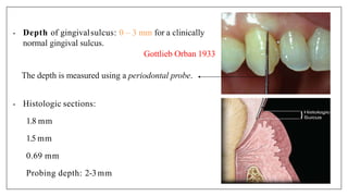 • Depth of gingivalsulcus: 0 – 3 mm for a clinically
normal gingival sulcus.
Gottlieb Orban 1933
The depth is measured using a periodontal probe.
• Histologic sections:
1.8 mm
1.5 mm
0.69 mm
Probing depth: 2-3mm
 