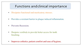Functions andclinical importance
• Dissipates functional and masticatory stresses.
• Provides a resistant barrier to plaque induced inflammation.
• Prevents Recession.
• Deepens vestibule to provide better access for tooth
brushing.
• Improves esthetics, patient comfort and ease of hygiene.
 
