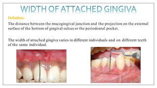 Definition:
The distance between the mucogingival junction and the projection on the external
surface of the bottom of gingival sulcus or the periodontal pocket.
The width of attached gingiva varies in different individuals and on different teeth
of the same individual.
 