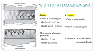 Facial:
• Widest in incisor region-
Maxilla: 3.5 – 4.5 mm
Mandible: 3.3 – 3.9 mm
• Most narrow adjacent to
premolars-
Maxilla: 1.9 mm
Mandible: 1.8 mm
Lingual:
•Wider in molar region
•Narrow in incisor region
Increases- by age of 4 years
- supraerupted teeth
 
